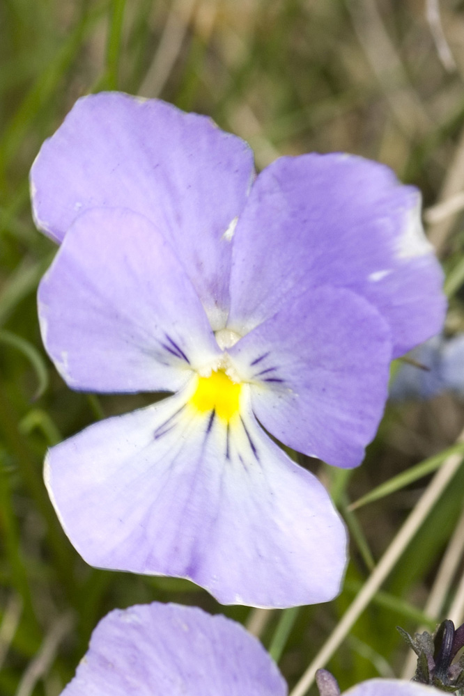 Viola calcarata/Viola con sperone